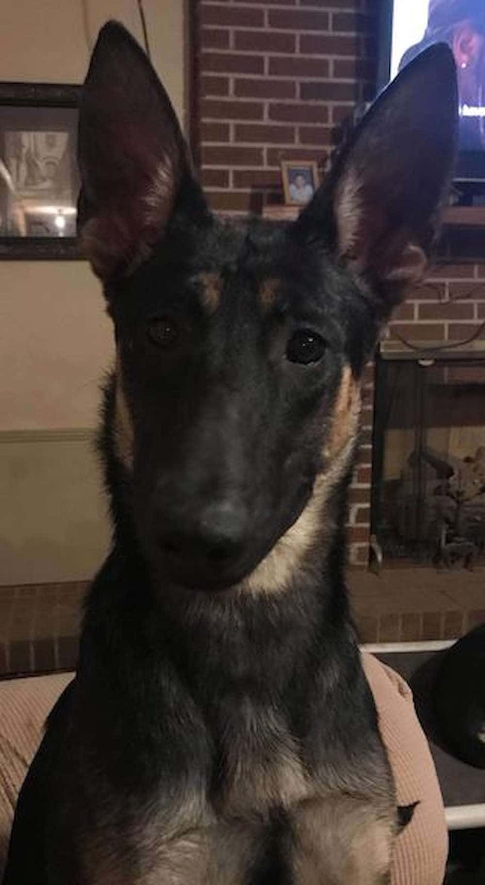 Laura Rickets German Shepherd from Camelot