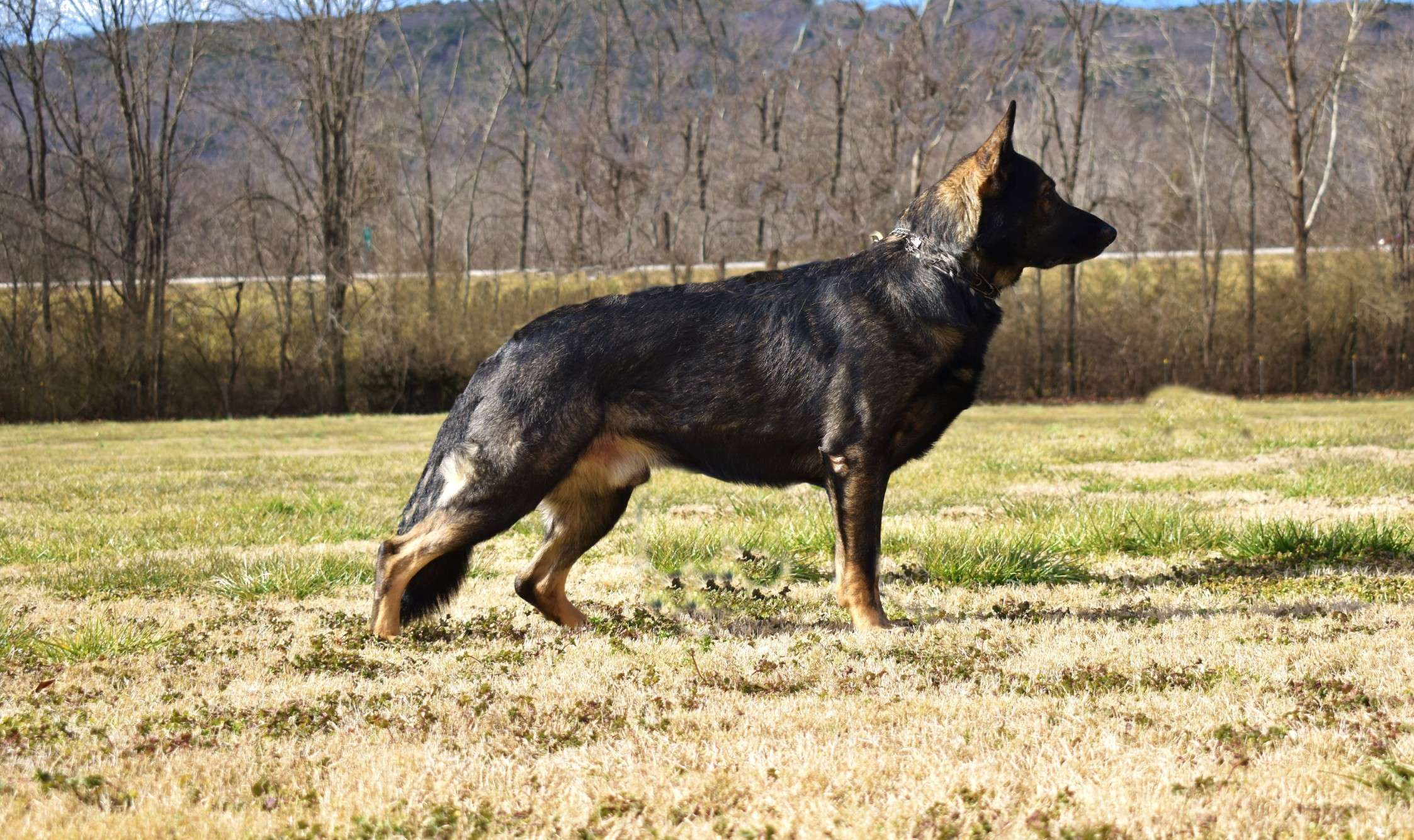 Stacked store german shepherd