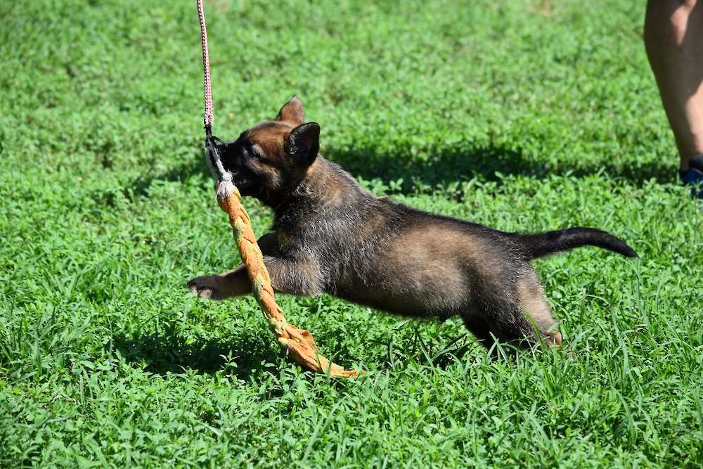 Shepinois puppies available (Rue and Twig litter)