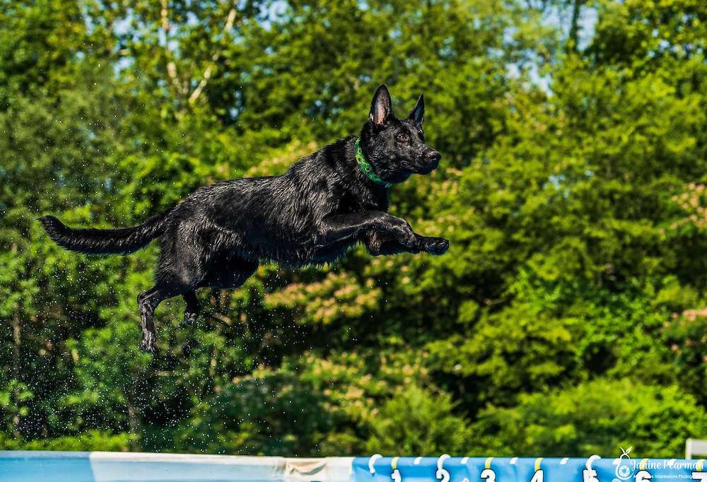 Cinder is confirmed Pregnant puppies due end of Aug.