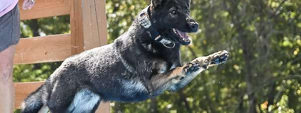 Grit and Creed (Current)