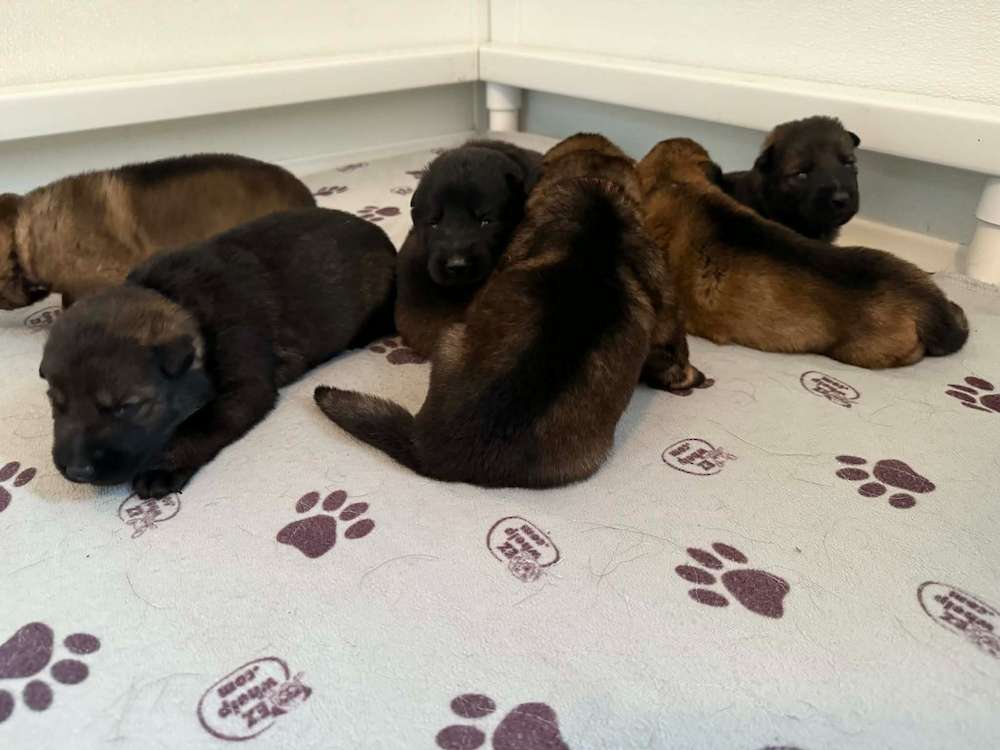 Grit and Creed Puppies born 11/20/25